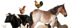 牛、羊、马、鸡、骆驼适合在宁夏农村养殖吗，这些养殖业在宁夏的发展怎么样