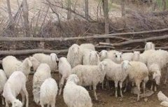 农村养羊技巧
