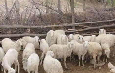 农村养羊技巧 养羊技术要点