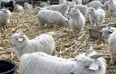 秋季养羊驱虫方法
