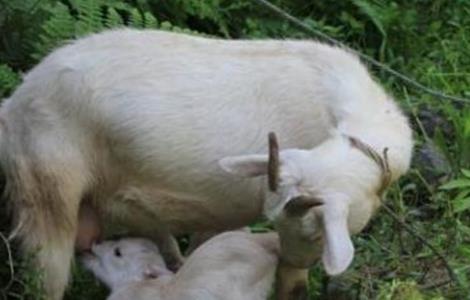怀孕母羊 饲养管理 孕羊管理