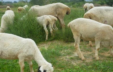 秋季养羊注意事项