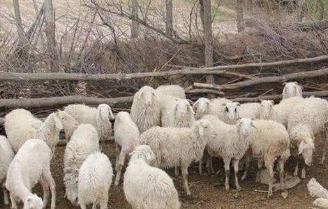 羊中暑症状 羊中暑解救措施