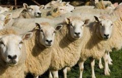如何预防养羊场中羊病的发生