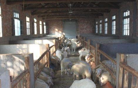 夏季 养羊 管理要点 注意事项
