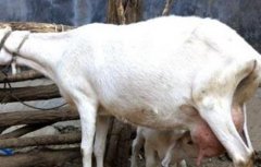 母羊配种方法