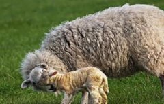 绵羊养殖管理技术