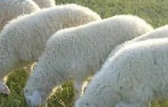 绵羊养殖注意事项