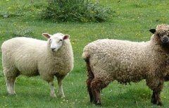 防止羊寄生虫的方法