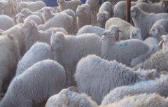 羊瘟的症状与防治