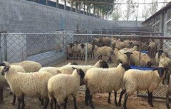 2019年肉羊的养殖行情预测