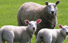 圈养杜泊羊养殖效益