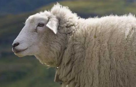 母羊产头胎羔缺乳的原因及预防措施
