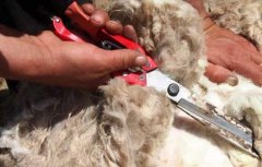 羊毛多久剪一次？