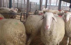 小尾寒羊养殖成本和利润