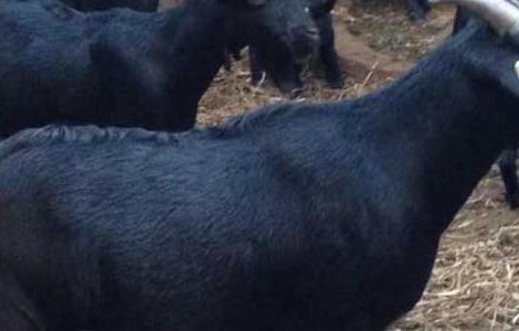 黑山羊养殖饲料资源及科学管理