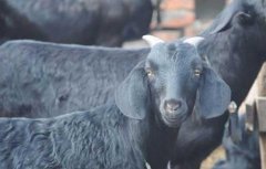 黑山羊养殖管理技术