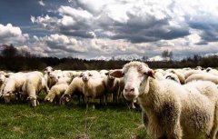 绵羊的生活习性
