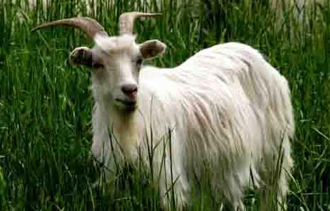 羊养殖过程中的羊腐蹄病的防治