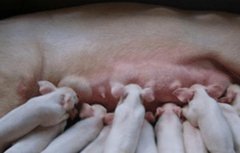 母猪屡配不孕是什么原因