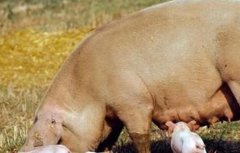 母猪受胎率低的原因