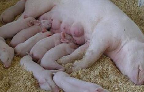 母猪 受胎率低 原因