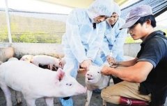 猪疫苗的接种方法