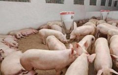 未来养猪怎样才能赚钱