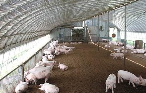 环保养猪技术 环保养猪