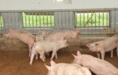 环保养猪技术