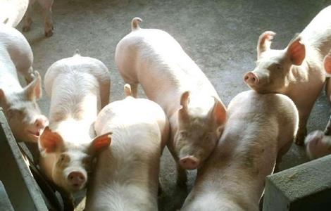 如何选择母猪 挑选母猪品种