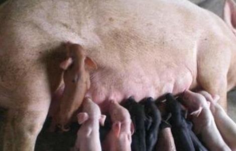初产母猪常见问题 初产母猪