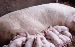 初产母猪常见问题