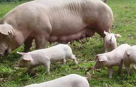 如何提高母猪的繁殖性能