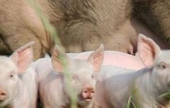影响母猪产仔数量的有哪些因素
