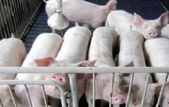 保育猪饲养管理要点