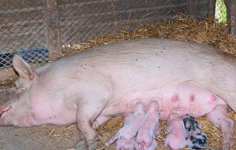 母猪 饲养管理 母猪管理