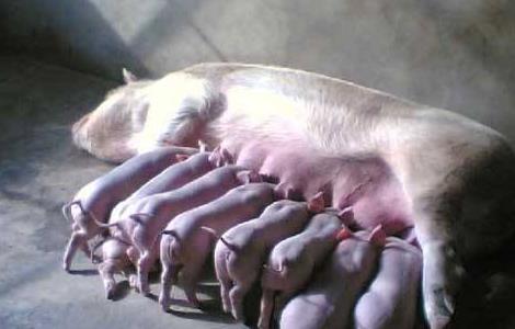母猪 产后护理 母猪养殖