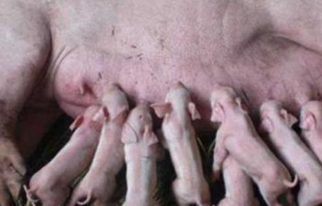 母猪 产后护理 母猪养殖