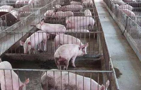 夏季 养猪 常见问题