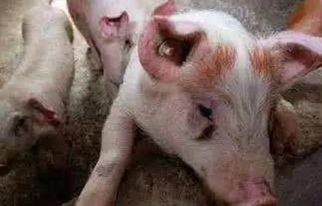僵猪的产生原因及防治方法