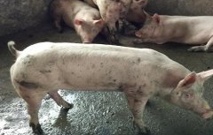 冬季生猪的科学饲养管理方法