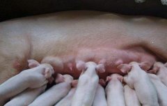母猪不孕的原因及解决方法