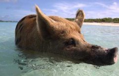 猪真的会游泳吗？