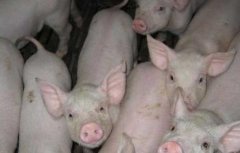 猪轮状病毒病防治方法