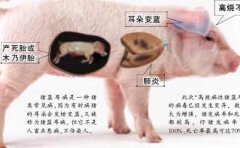猪蓝耳病症状与防治
