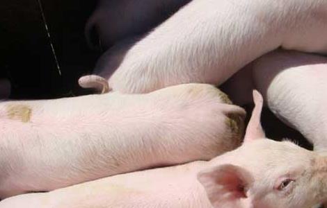 母猪饲养管理技术