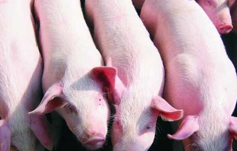 生长育肥猪管理技术