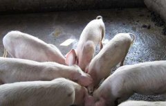 如何降低猪的饲养成本