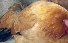 鸡传染病的四大预防措施